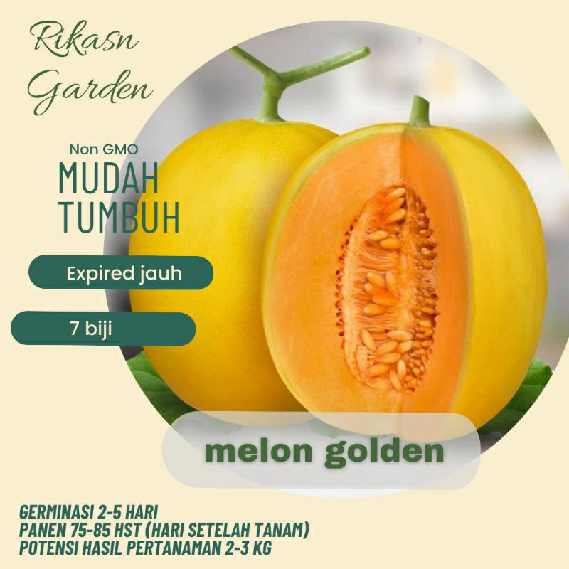 benih bibit melon golden