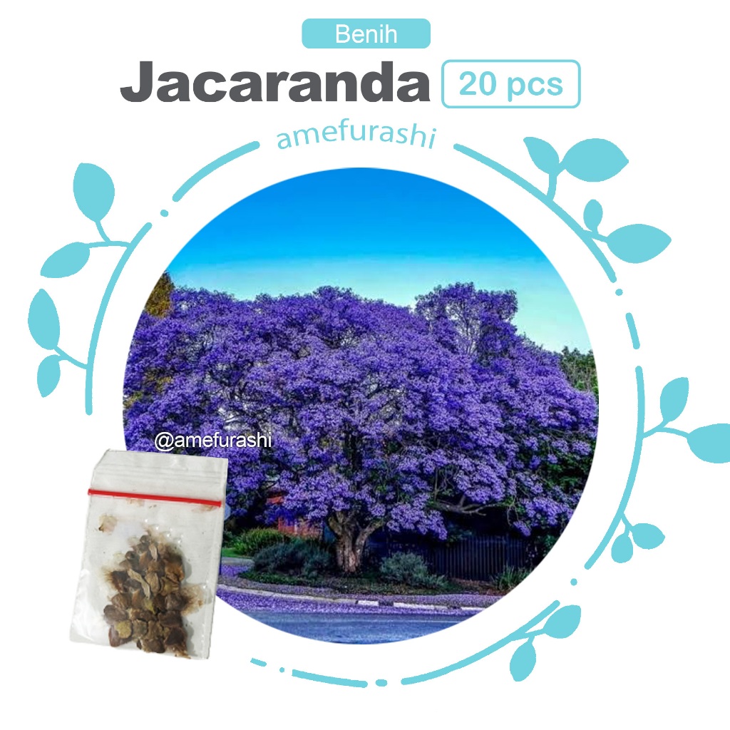 Amefurashi Bibit / BEnih / Seeds Pohon Jacaranda Tree Stunning Tree Bluish Purple Color