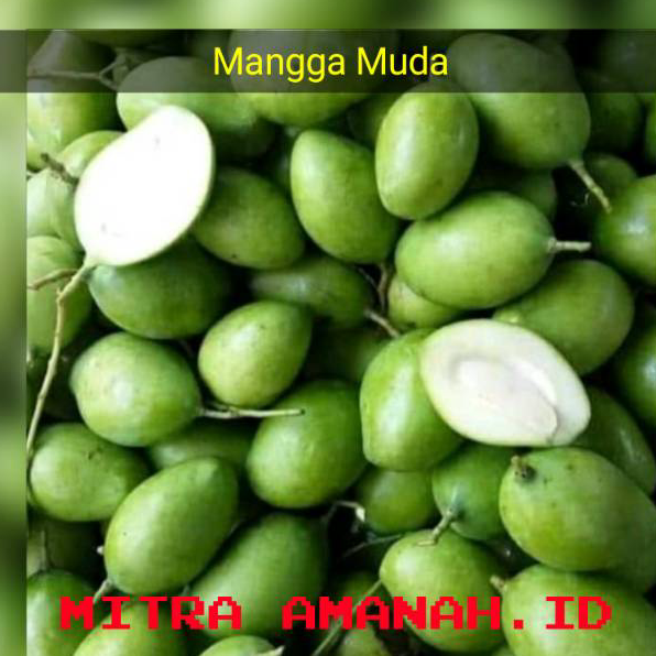 

RXLS0664 MANGGA MUDA GROSIR FRESH