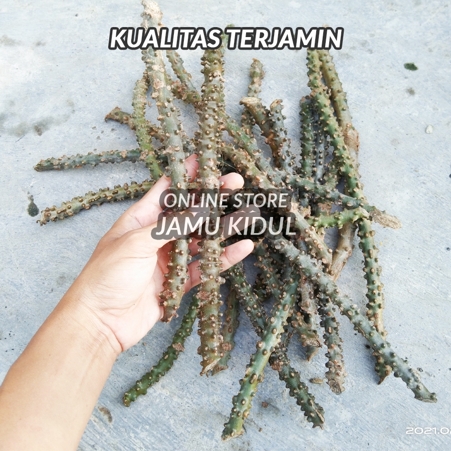 

Batang Brotowali 100 gr - Batrawali Segar Fresh