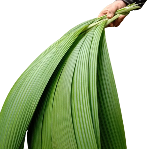 

Daun Congkok Segar Daun Khusus Lemang Khas Jawa Barat