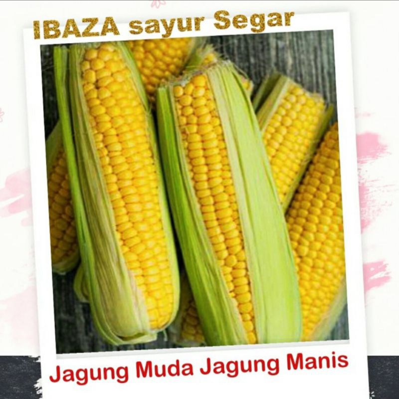 

Jagung Muda Jagung Manis Sayur Segar IBAZA fruitsBOX
