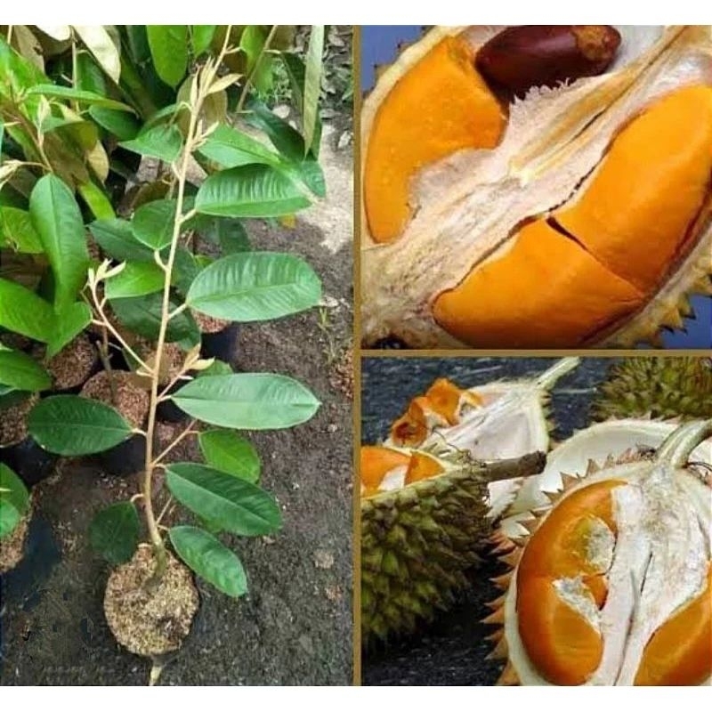 bibit durian tembaga super / tembaga emas