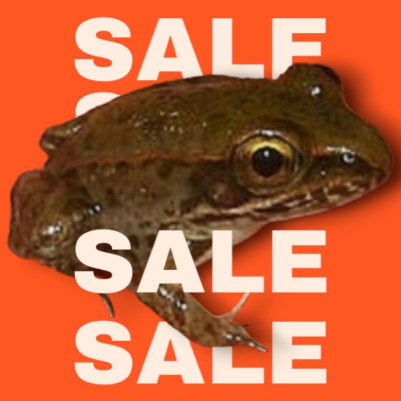 kodok sawah pakan ikan predator