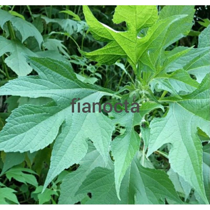 

daun insulin segar 1kg daun kipahit herbal