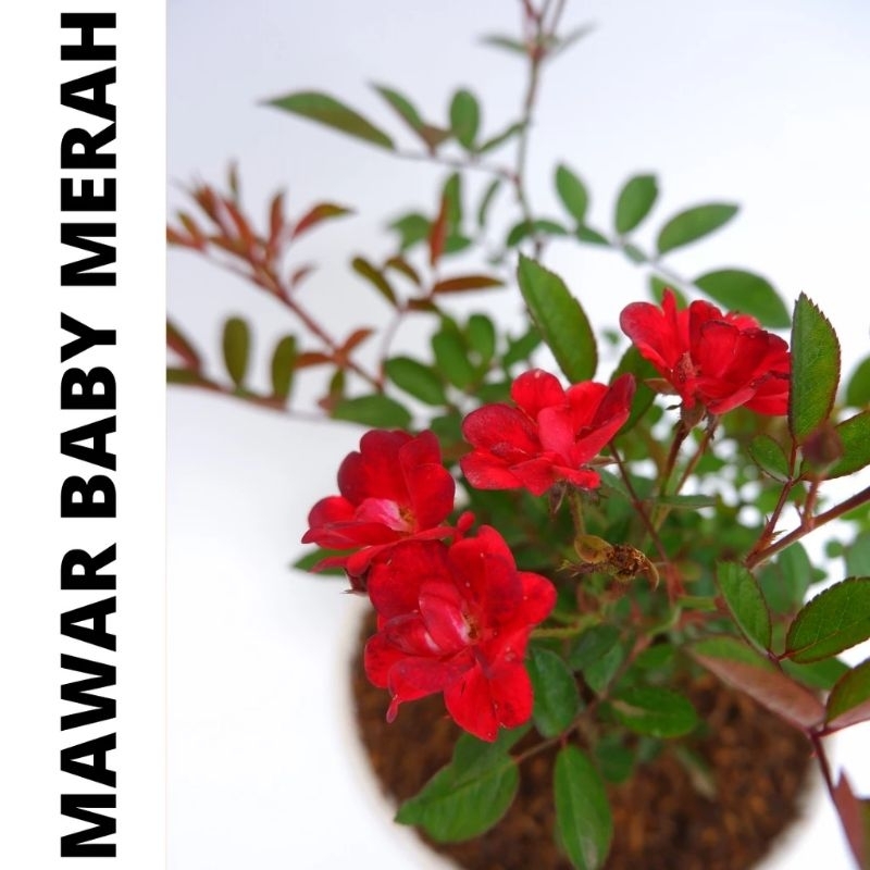 Tanaman hias mawar baby rose red(merah) murah bergaransi
