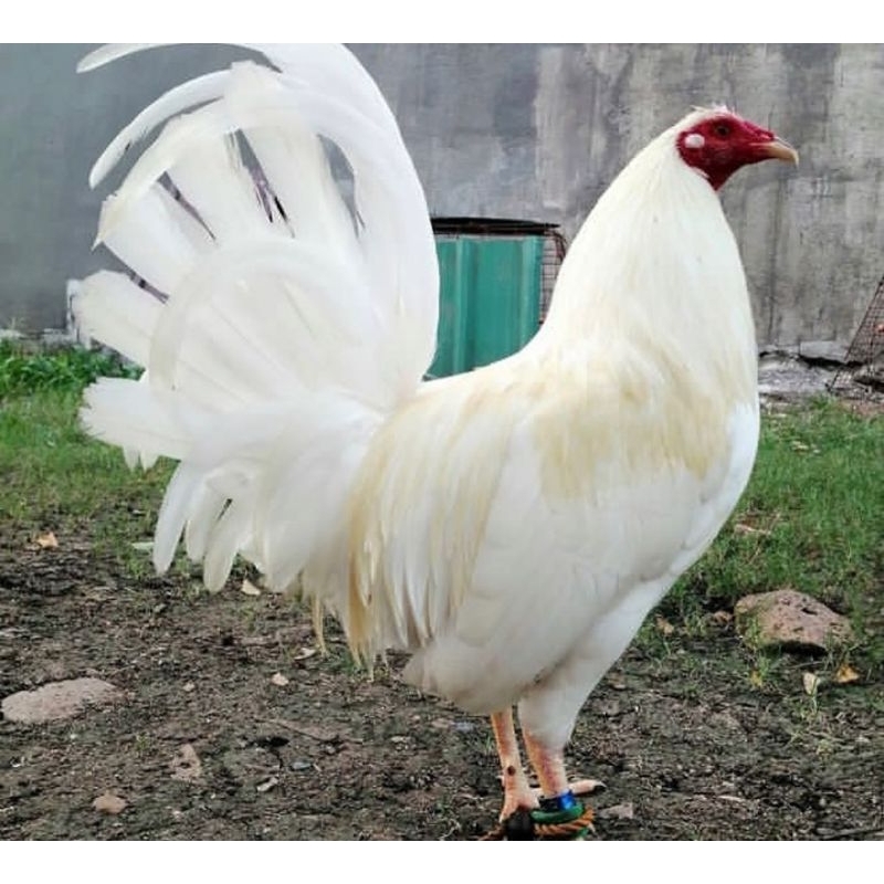 

telur ayam ak white 34 paket 4 butir