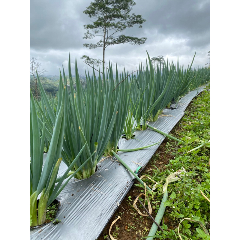 

bawang daun super daun hijau besar