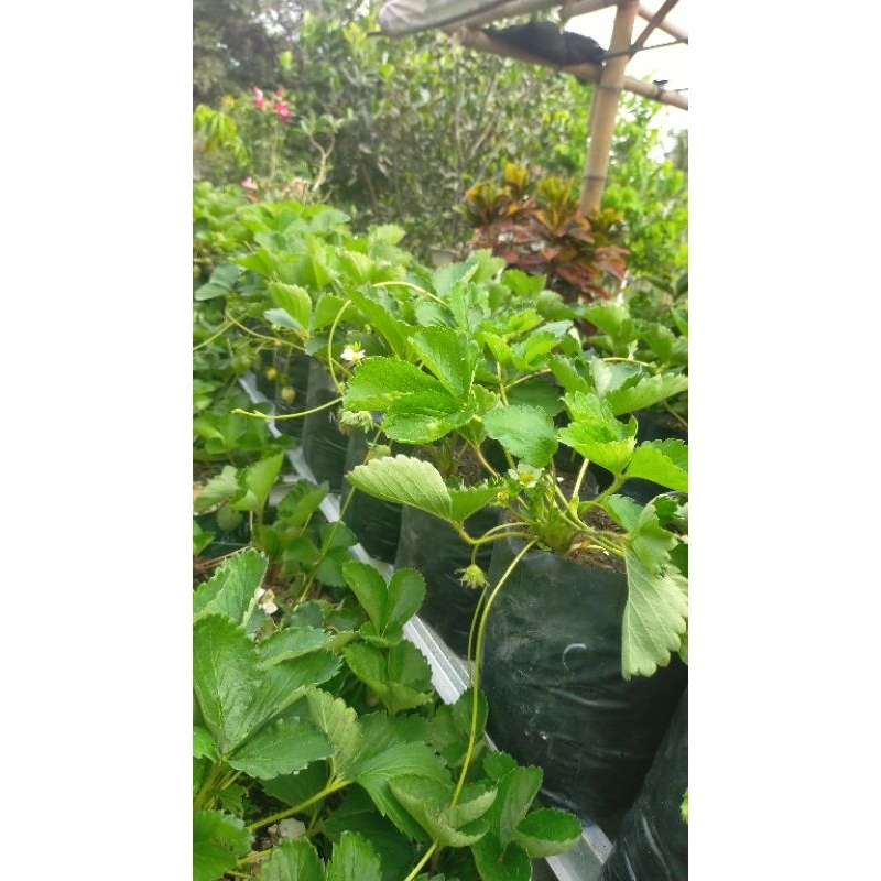 Bibit Tanaman Strawberry/Indukan