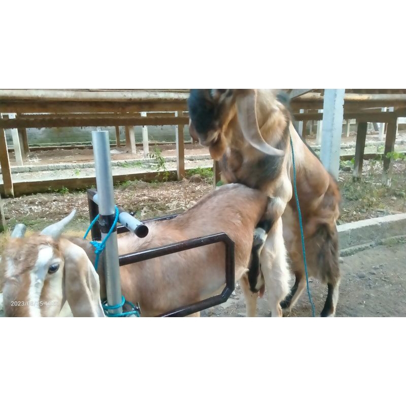 Penjepit kawin kambing multifungsi