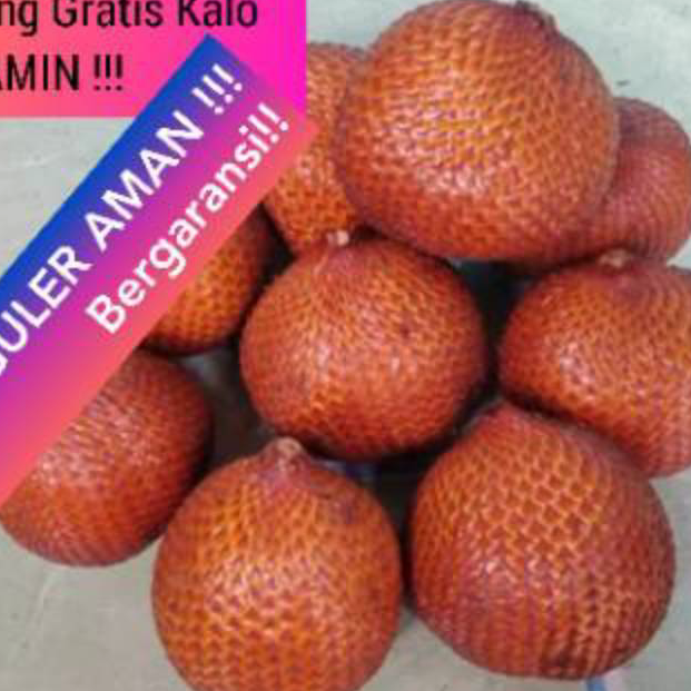 

Promo 12.12 Salak Bali ASLI Kualitas SUPER Kelas 1 Size GEDE Rasa Asem Manis Sepet MANTAP (1kg)