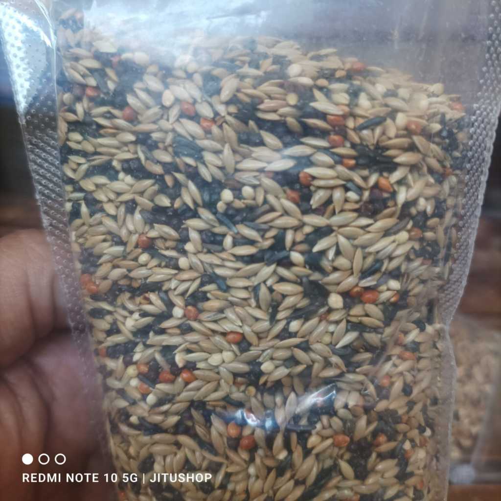 Pakan Kenari Gacor Ngerek Ternak Lancar