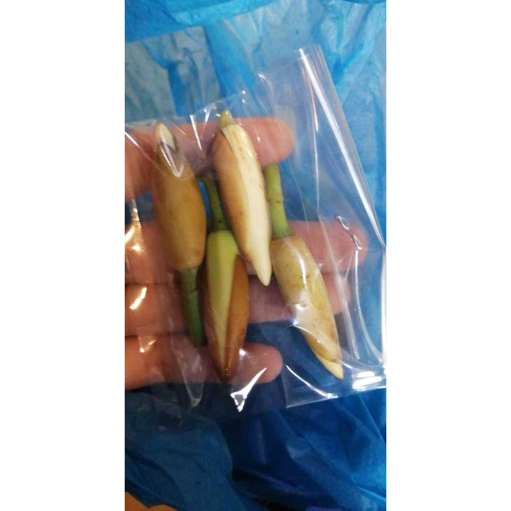 Bunga Kantil Fresh 1 Pack Isi 4 kuncup / Bunga Kantil Vancyy Florist / Bunga Kantil Ready Batam / Bu