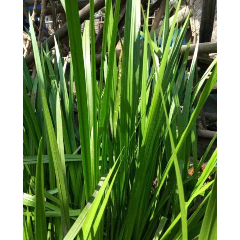 Bibit herbal dringo / jeringau / dlingo