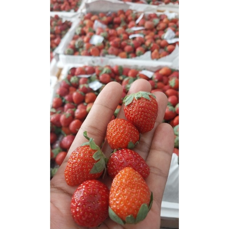 

strawberry size mini