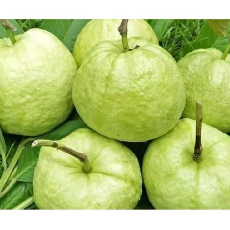 

Terbatas jambu kristal super 1 kg