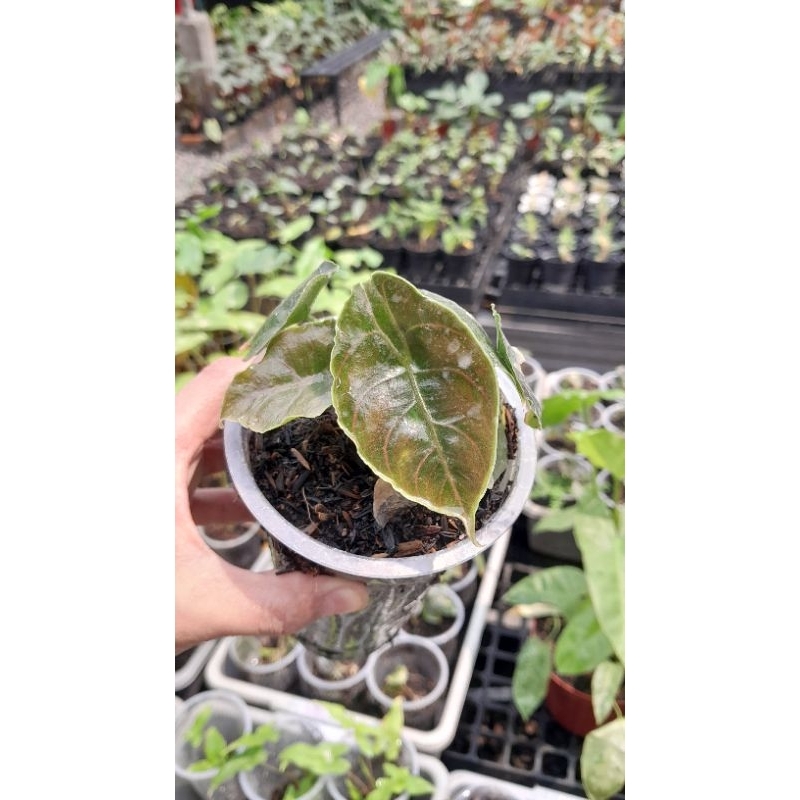Alocasia Azlani