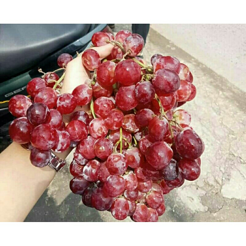

Anggur Red globe kiloan lebih murah