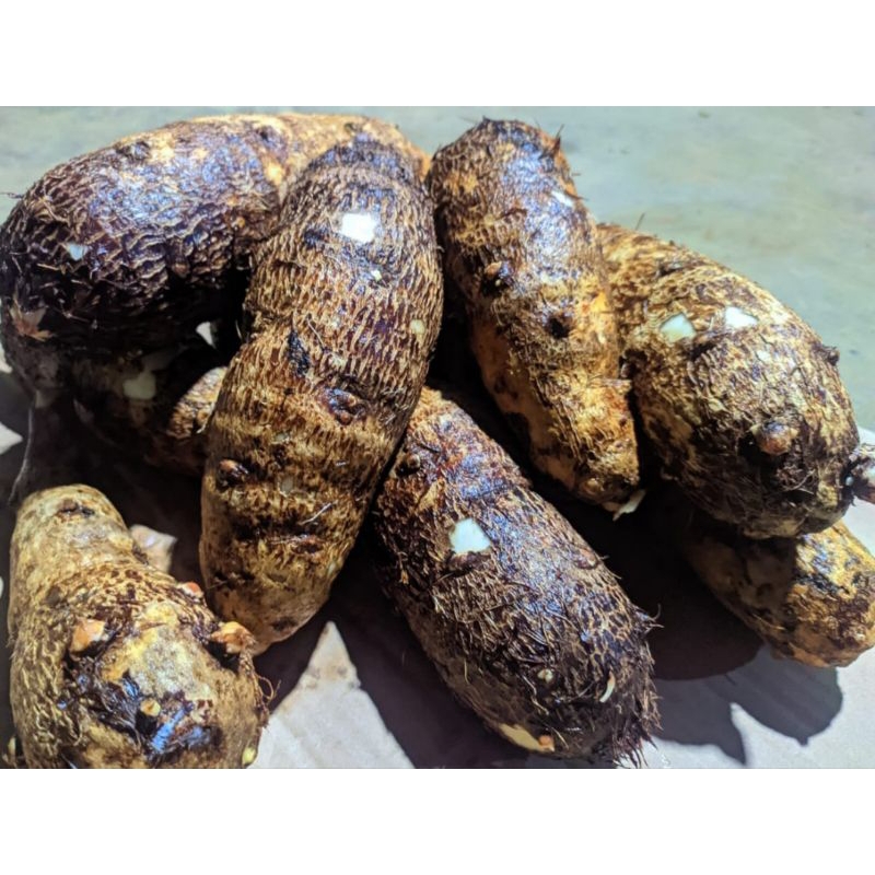 

TALAS MENTAH FRESH TIDAK GATAL 1KG