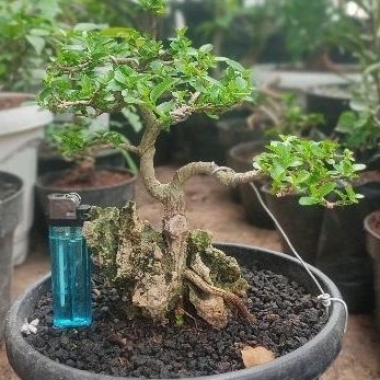 bonsai sancang on the  rock