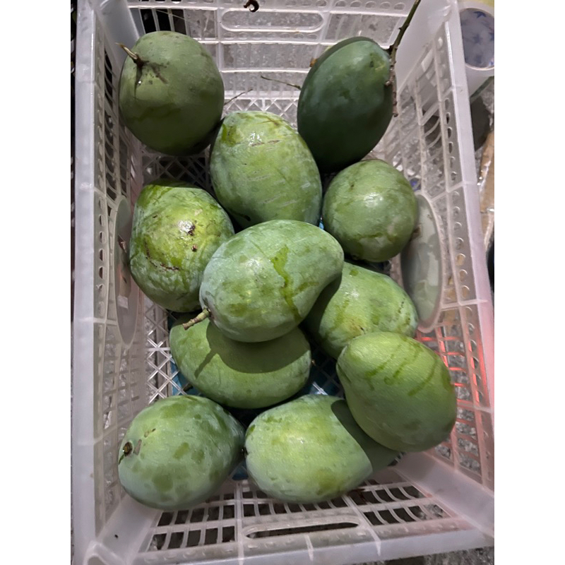 

Mangga Harumanis