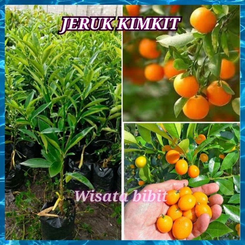 Bibit jeruk kimkit [kondisi berbuah]