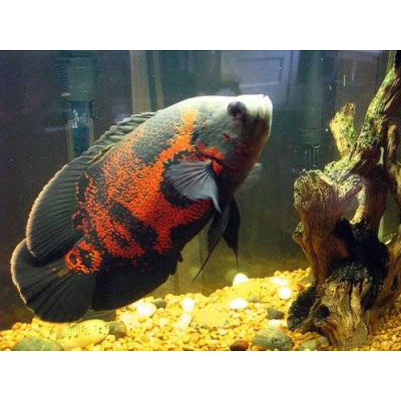 ikan Oscar Tiger z