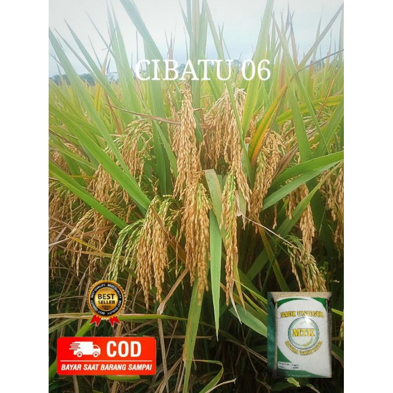 Benih padi Cibatu 06 original kemasan 5 kg