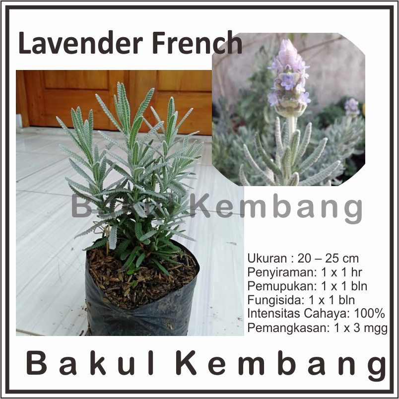 Lavender French (Lavandula) (pengusir nyambek) - tanaman lavender French import