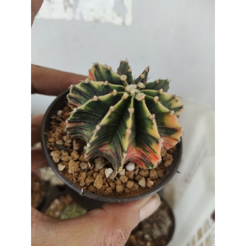 kaktus cactus gymnocalycium lb2178 hybrid varigata