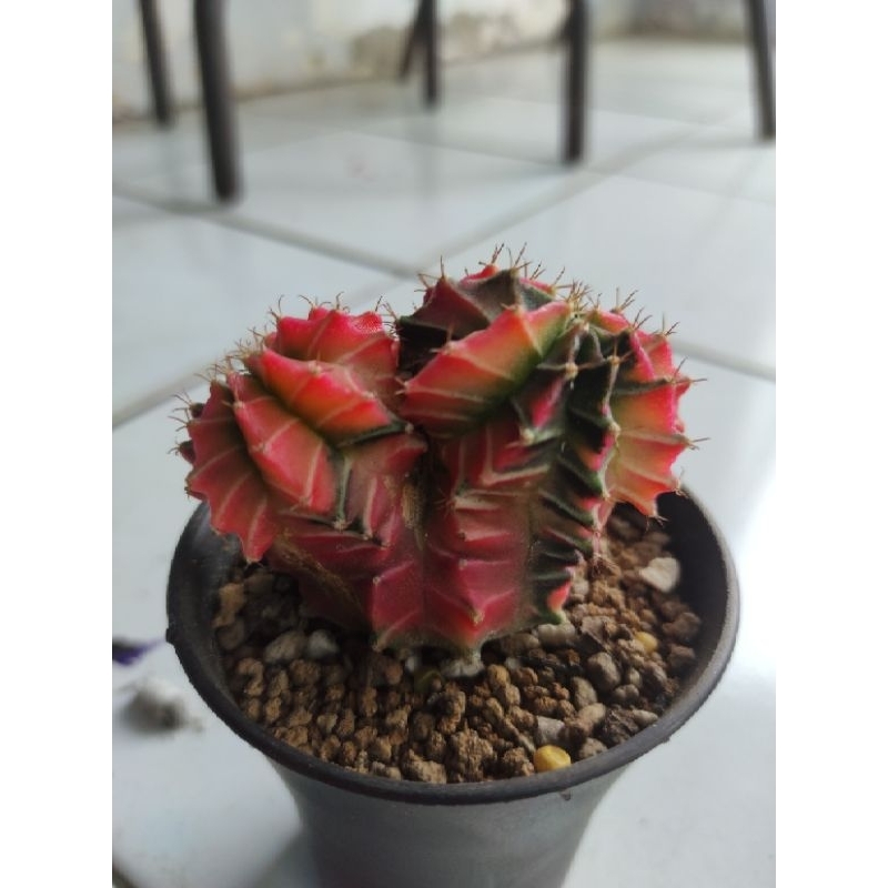 kaktus cactus starfire doublehead miha