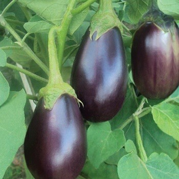 Nafisah Seeds - Benih 25 Biji TERONG Pondoh Ungu Unggul