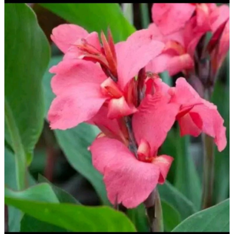 Pohon hias pisang kana