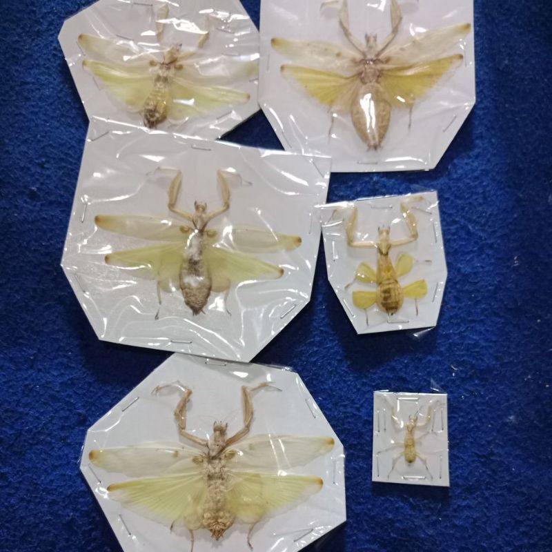taxydermi awetan Arthropoda orchid mantis ordo mantodea