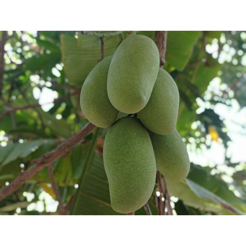 

Fresh Mangga Muda / Mangga Rujak / Mangga Kecut Random 1 Kg