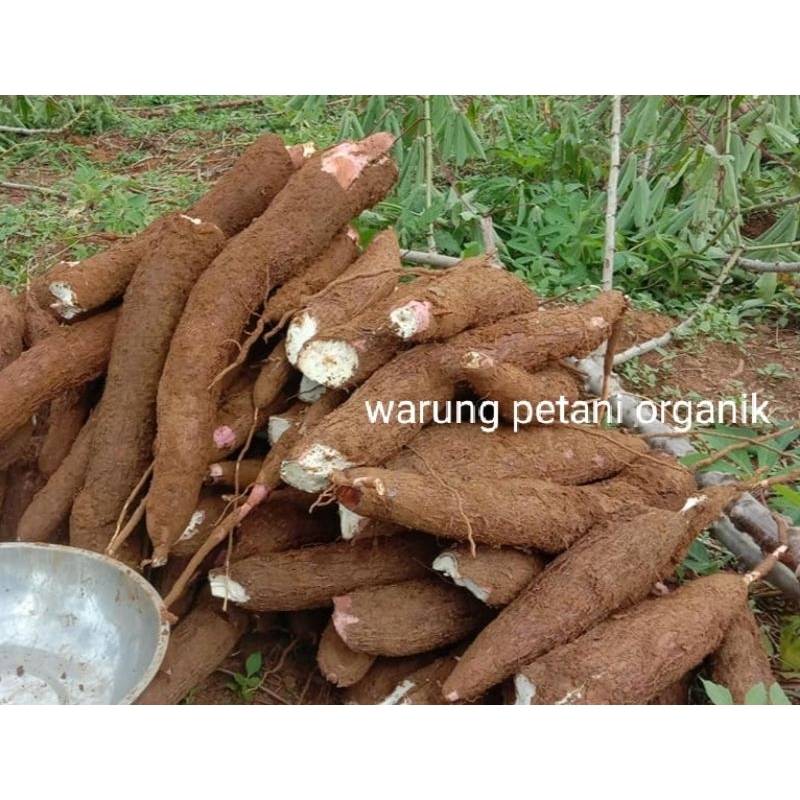 

singkong mentega pulen 1kg