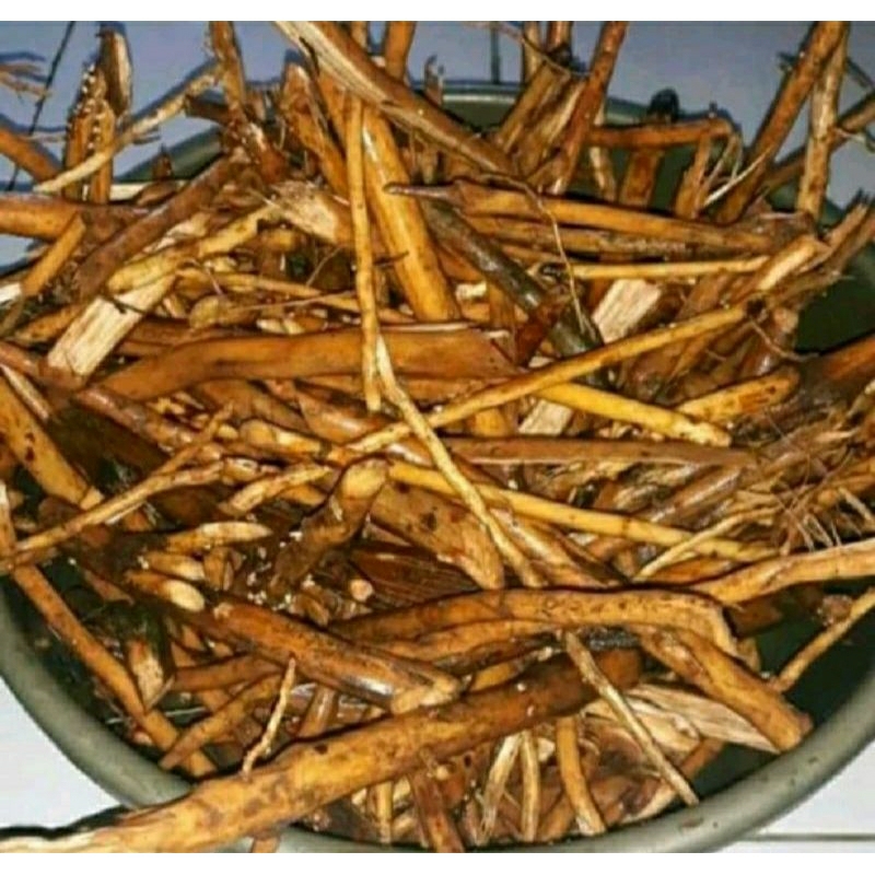 

Akar Pinang Segar 1 kg /Akar Jambe/Akar Jambe Muda/Akar Jambe Basah/1kg