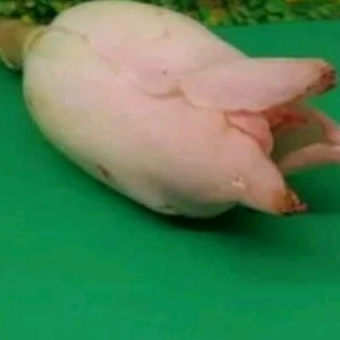 

Bunga kecombrang 1pcs