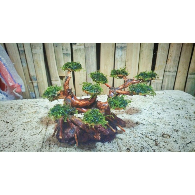 miniatur bonsay aquascape