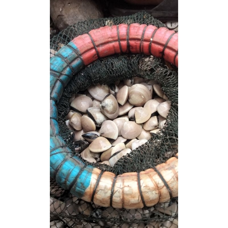 kerang kerajinan