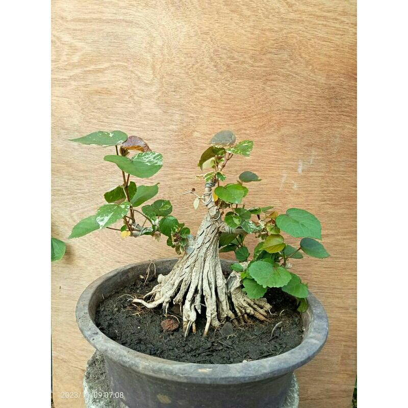 Bonsai Waru Prokar