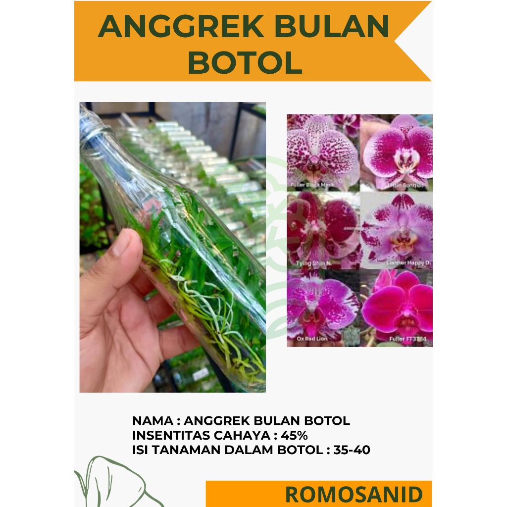 ANGGREK BULAN BOTOL  anggrek bulan botol  anggrek bulan botolan - romosanid