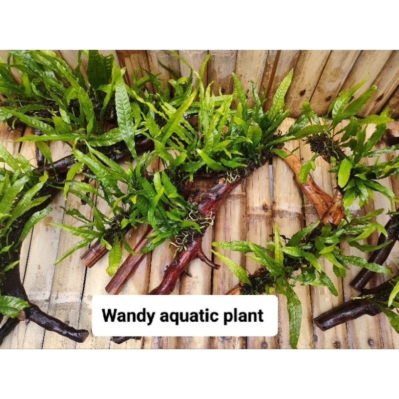 bonggol akar kayu kadaka aquascape