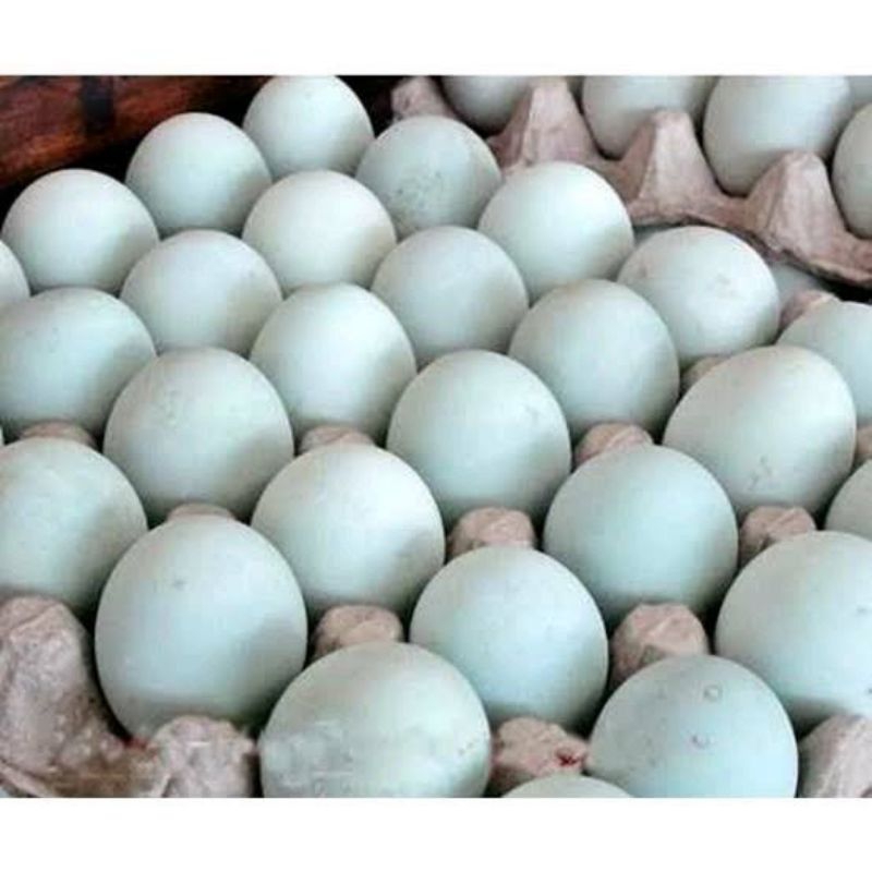 

Telor bebek mentah asli