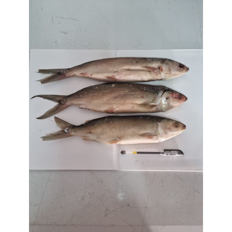 

bandeng tanpa duri @1kg/BATARI