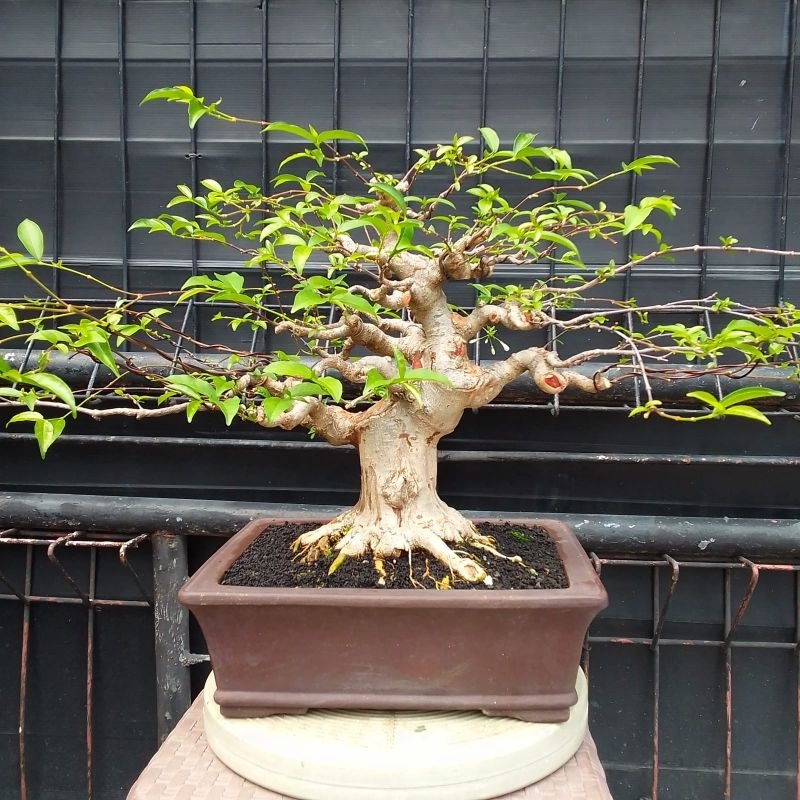 Bonsai Anting Putri Small