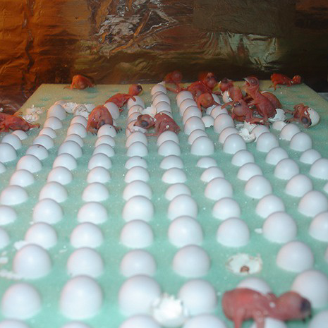 Ready Stok Telur walet kualitas super -  Telur walet asli 100% (MINIMAL PEMBELIAN 10)