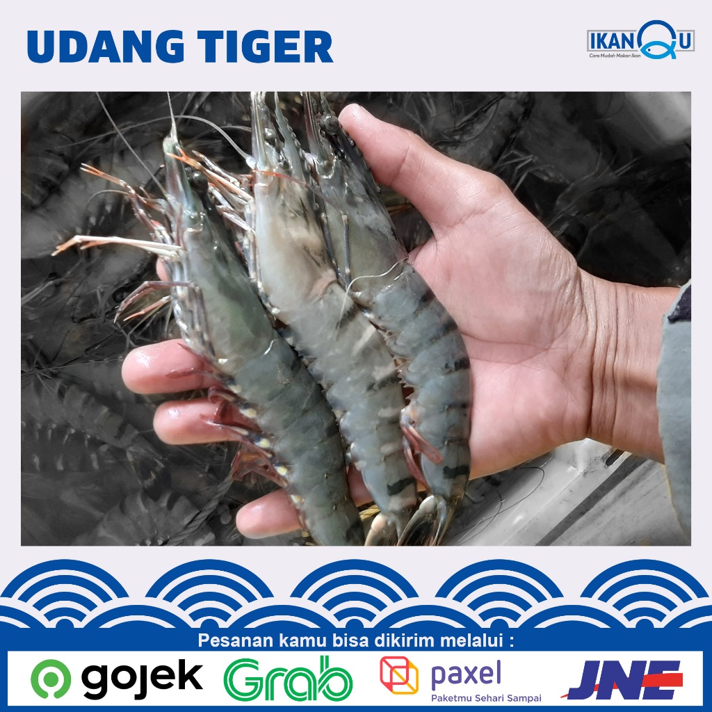 

Udang Tiger Pancet Jumbo Size 10 / Windu Besar Segar-Fresh berkualitas tinggi