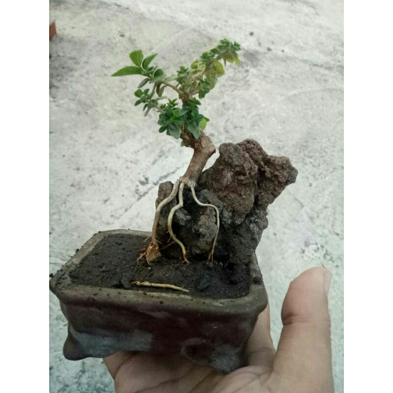 bonsai sancang shito on the rock