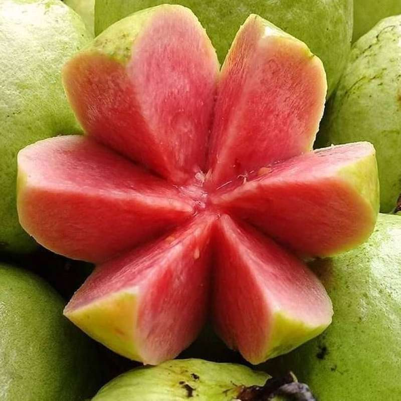 Bibit Jambu KRISTAL MERAH Original  SUPER JUMBO 100%